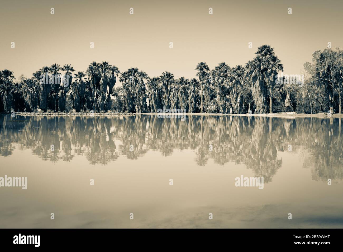 Horizontaler Blick auf umrandete Fan-Palmen, die in einem Teich von einer Quelle im Agua Caliente Park in Tucson, AZ, im Sepia-Ton reflektiert werden Stockfoto
