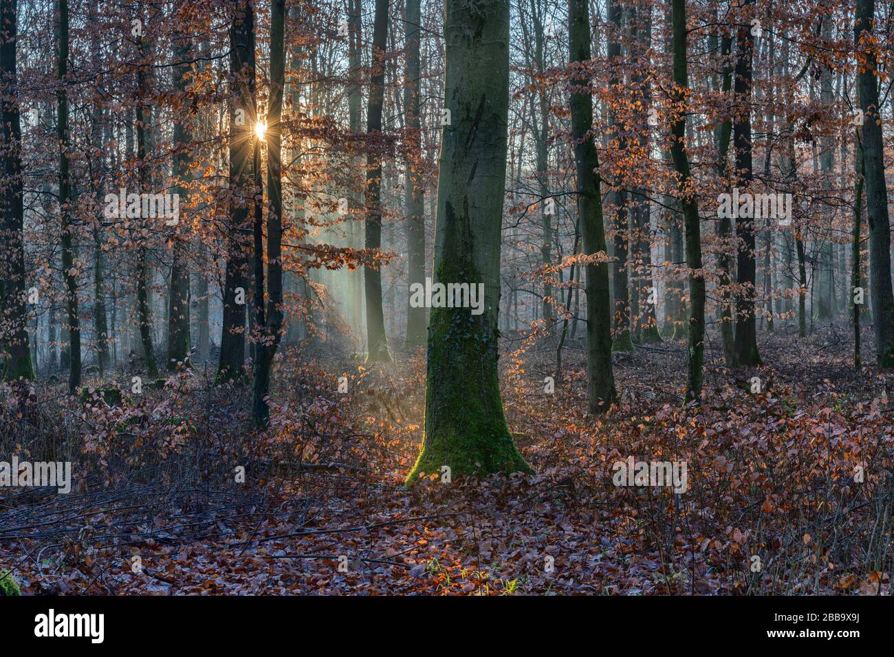 Die tiefe Sonne sendet einen Lichtstrahl in den Wald Stockfoto