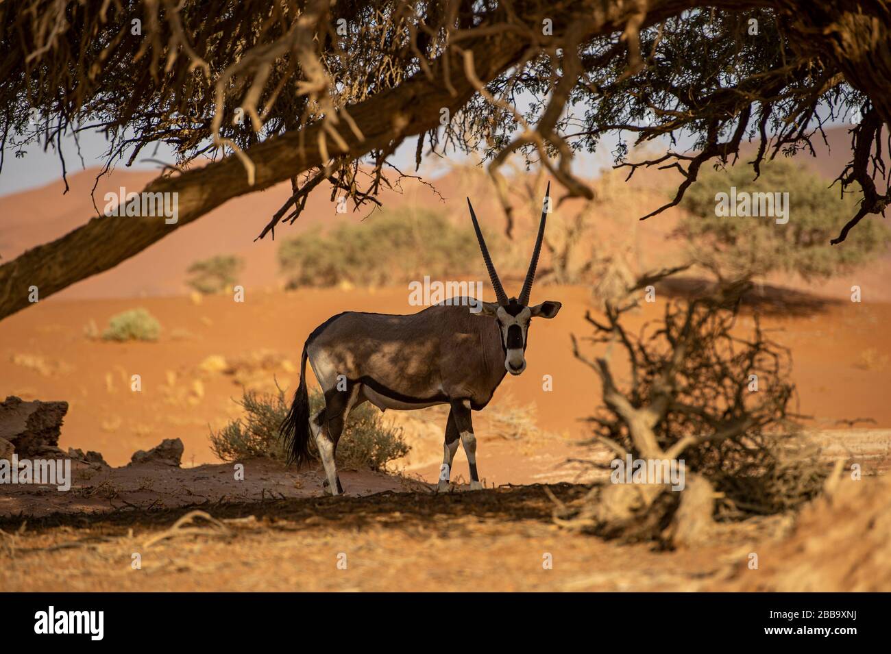 Gemsbok in Sossusvlei, Namibia Stockfoto