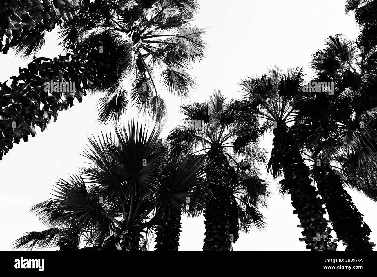 Ein Aufwärtssicht auf rasierte Palmenhosen mit blasenden Wedeln im Sonnenschein gegen die USA in Schwarz-Weiß-Grafik Stockfoto