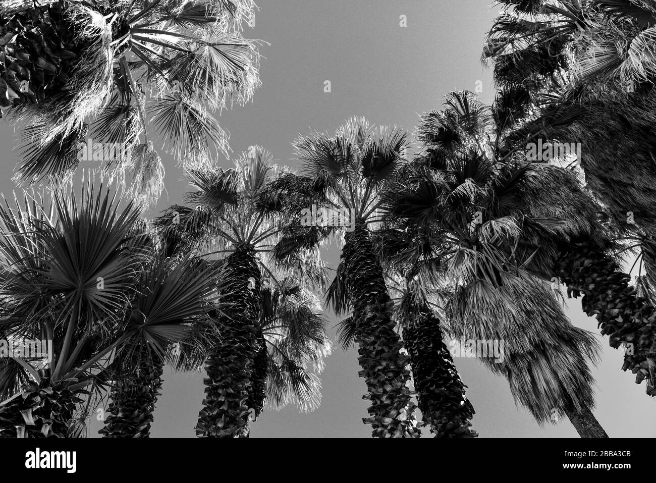 Ein Aufwärtssicht von umscheitelten und rasierten Fan-Palmen-Stämmen mit wehenden Wedeln im Sonnenschein gegen den Himmel in den USA in Schwarz-Weiß Stockfoto