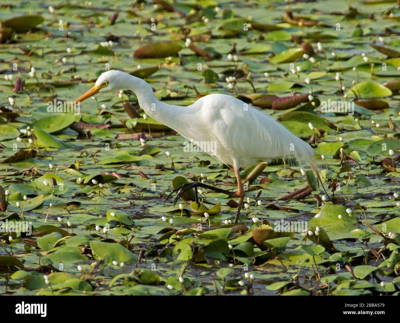 Australisches Zwischenegret, Ardea intermedia, auf der Jagd nach Nahrung unter einem Teppich von Wasserlilien in einem See in Queensland Stockfoto