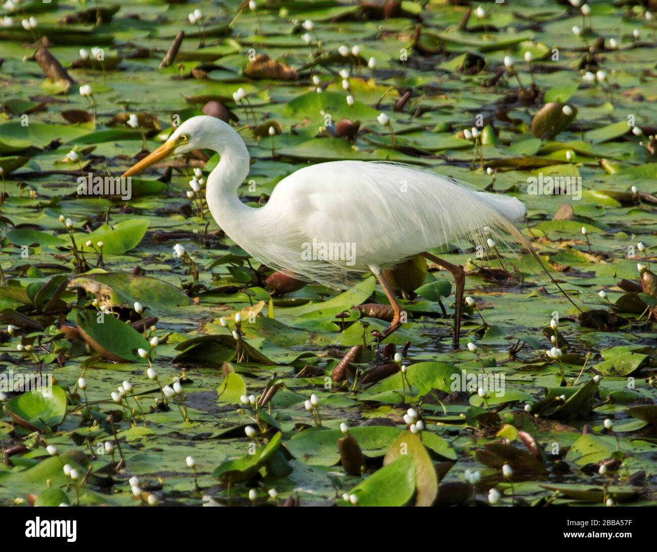 Australisches Zwischenegret, Ardea intermedia, auf der Jagd nach Nahrung unter einem Teppich von Wasserlilien in einem See in Queensland Stockfoto