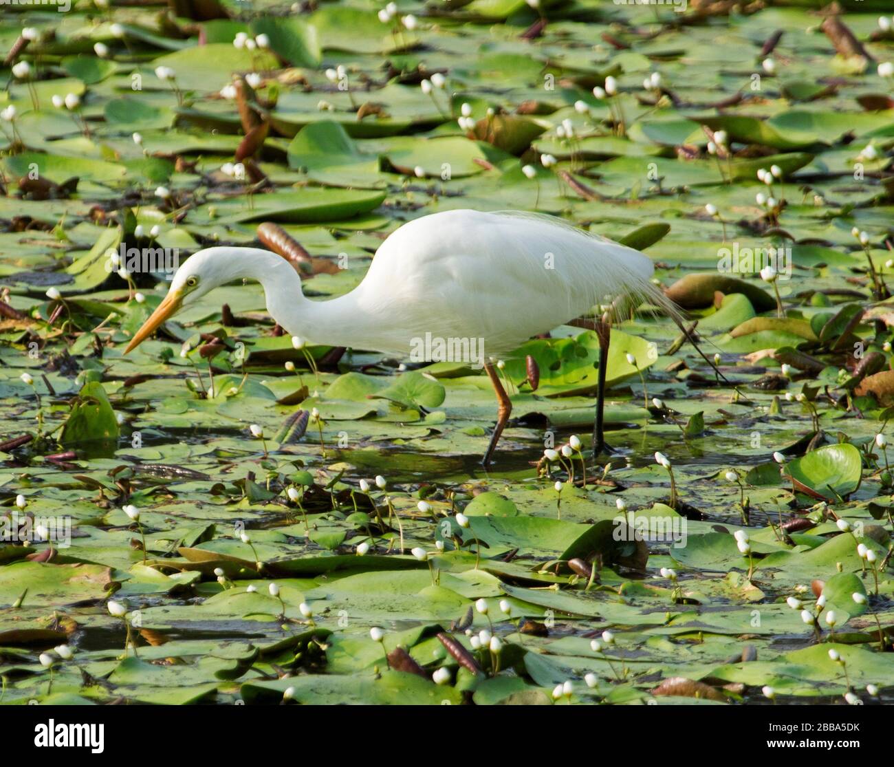 Australisches Zwischenegret, Ardea intermedia, auf der Jagd nach Nahrung unter einem Teppich von Wasserlilien in einem See in Queensland Stockfoto