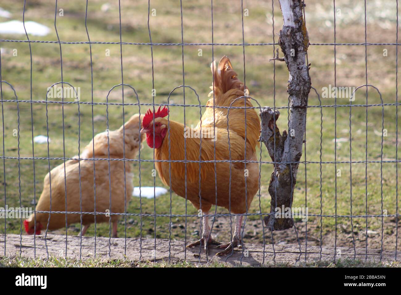 Kleiner Roter Hen und Rooster Stockfoto