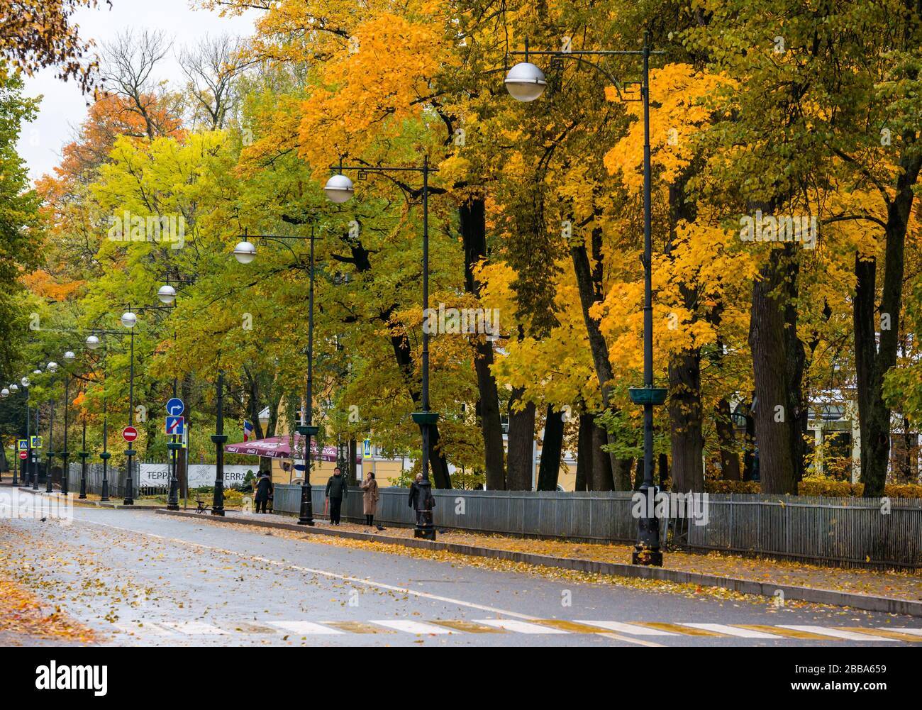 Straße mit Herbstbäumen, Dorf Tsars, Tsarskoe Selo, Puschkin, Russische Föderation Stockfoto