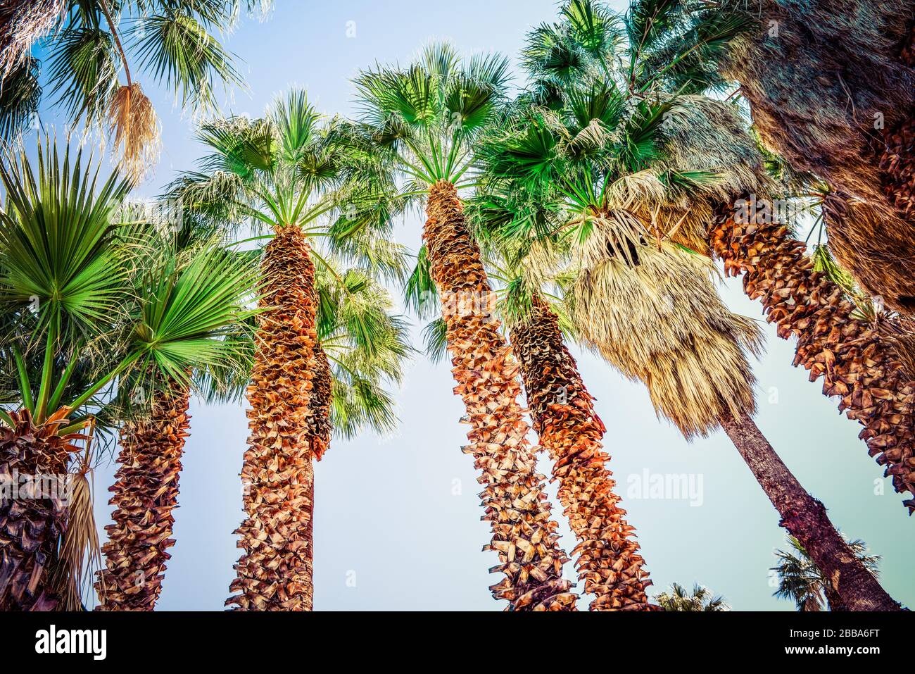 Ein Blick über den Himmel auf die Palmenstämme mit blasenden Wedeln im Sonnenschein gegen den hellblauen Himmel in den USA Stockfoto