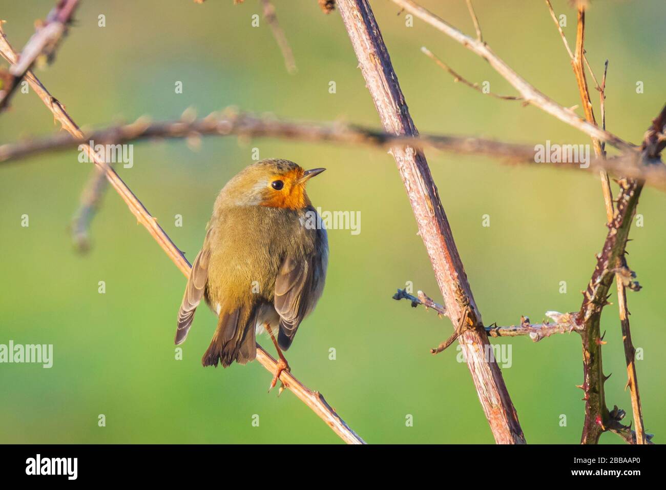 Europäische robin Erithacus rubecula Singen im Sonnenlicht tagsüber in einem Busch Stockfoto