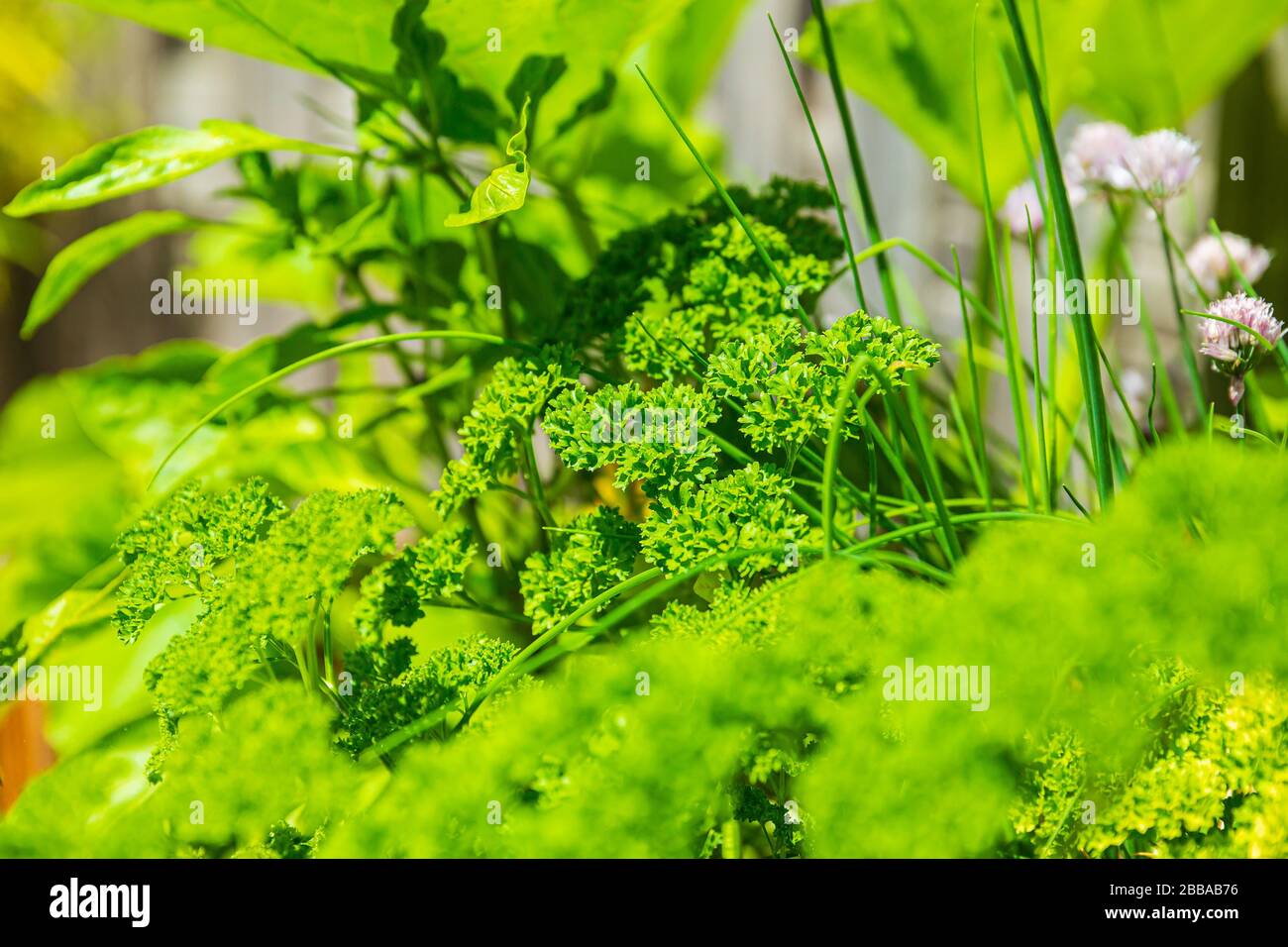 Holz Design potager Küchentisch mit Gemüse und Kräuter in einem Garten mit Zaun in hellem Sonnenlicht. Der Subsistenzwirtschaft, aktiv und gesund l Stockfoto