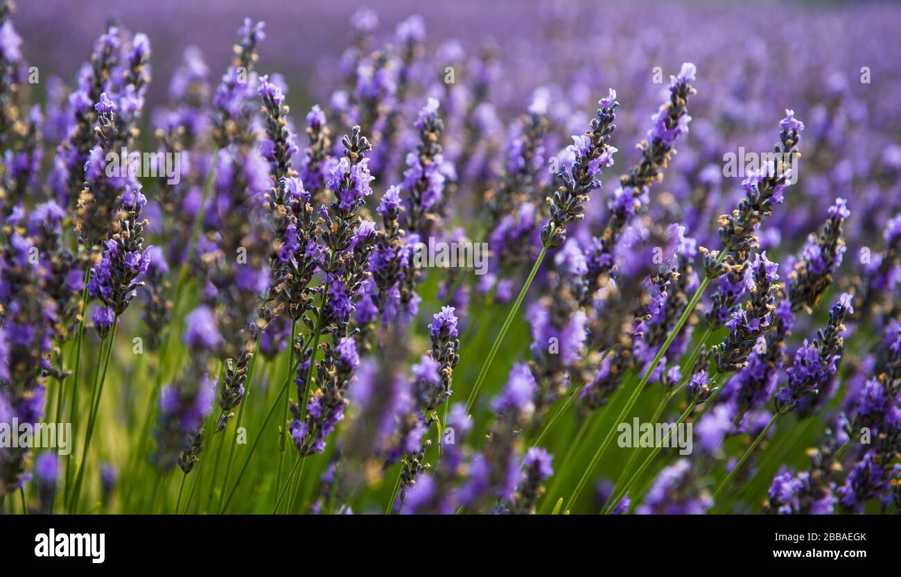 Washington Island Lavendelfelder Stockfoto