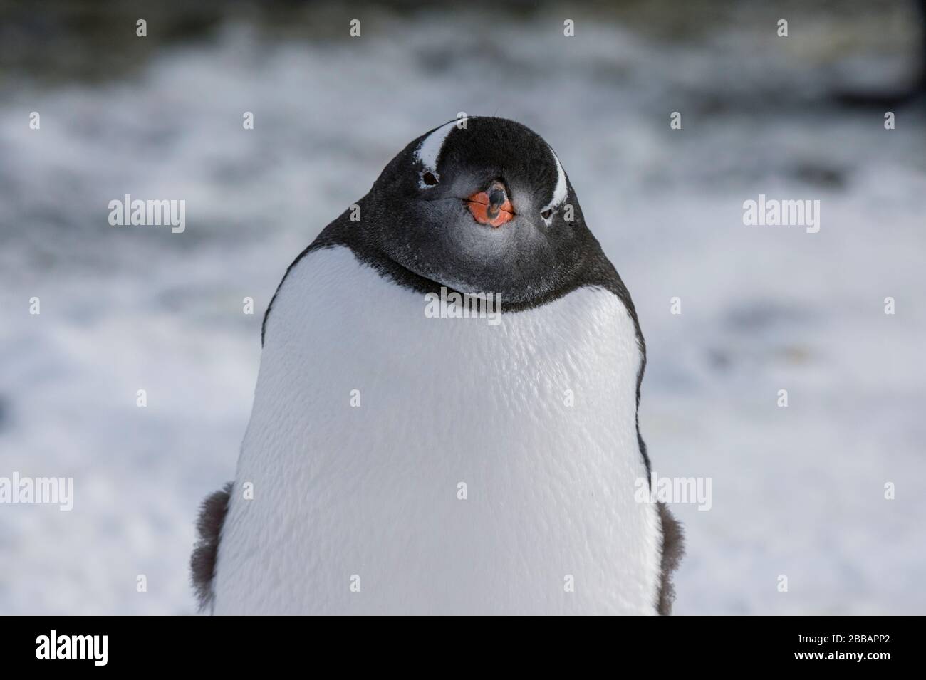 Gentoo-Pinguin (Pygoscelis papua) am Marina Point auf der Insel Galindez auf den Argentinischen Inseln in der Antarktis. Stockfoto