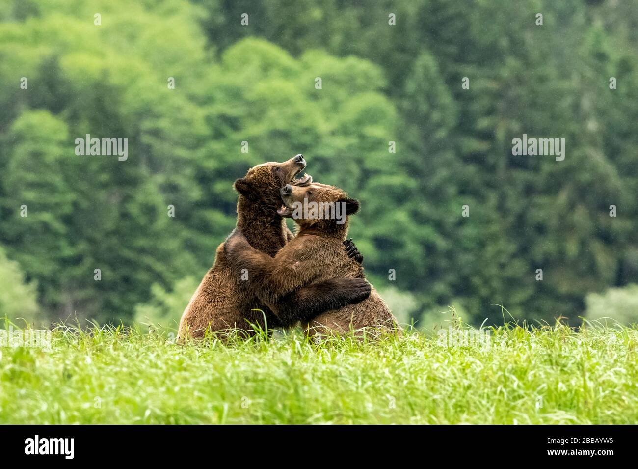 Grizzlybären (Ursus arctos Horribilis) Flug und spielen, Das Khutzeymateen Grizzly Bär Heiligtum, Northern BC, Kanada Stockfoto