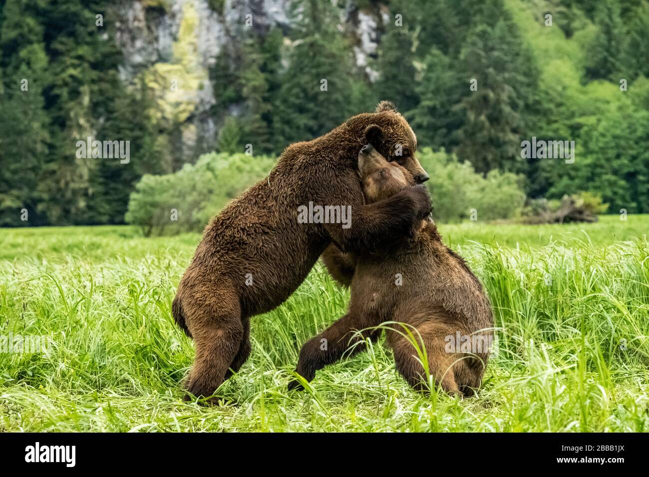 Grizzlybären (Ursus arctos Horribilis) Flug und spielen, Das Khutzeymateen Grizzly Bär Heiligtum, Northern BC, Kanada Stockfoto