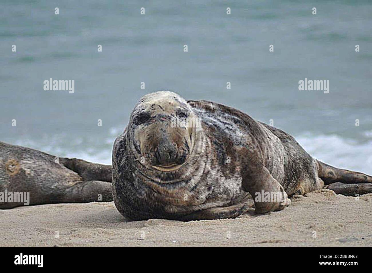 Marine Siegel Website Stockfotos Und Bilder Kaufen Alamy