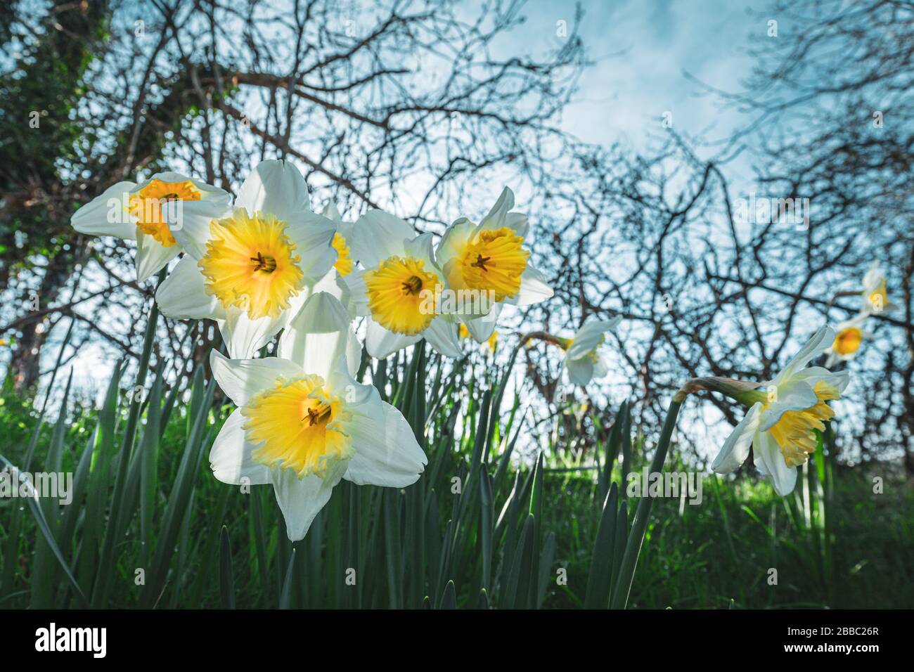 Blühen Sie Daffodil Blumen vor verschwommenen blauen Himmel Hintergrund Stockfoto