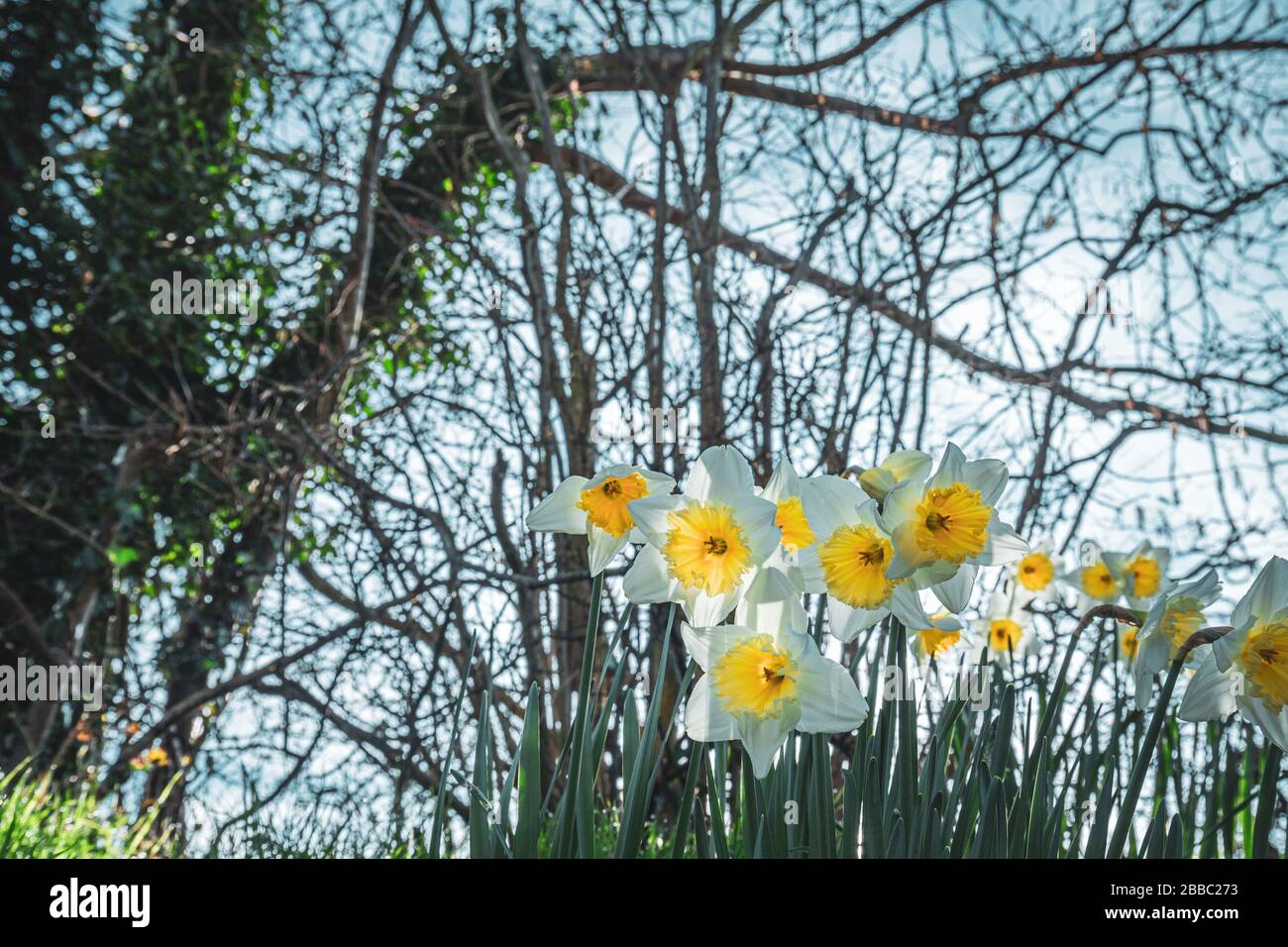 Blühen Sie Daffodil Blumen vor verschwommenen blauen Himmel Hintergrund Stockfoto