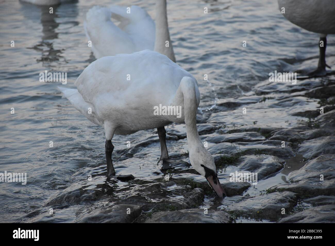 Mehrere Weißschwäne liegen am Ufer am Wasser Stockfoto