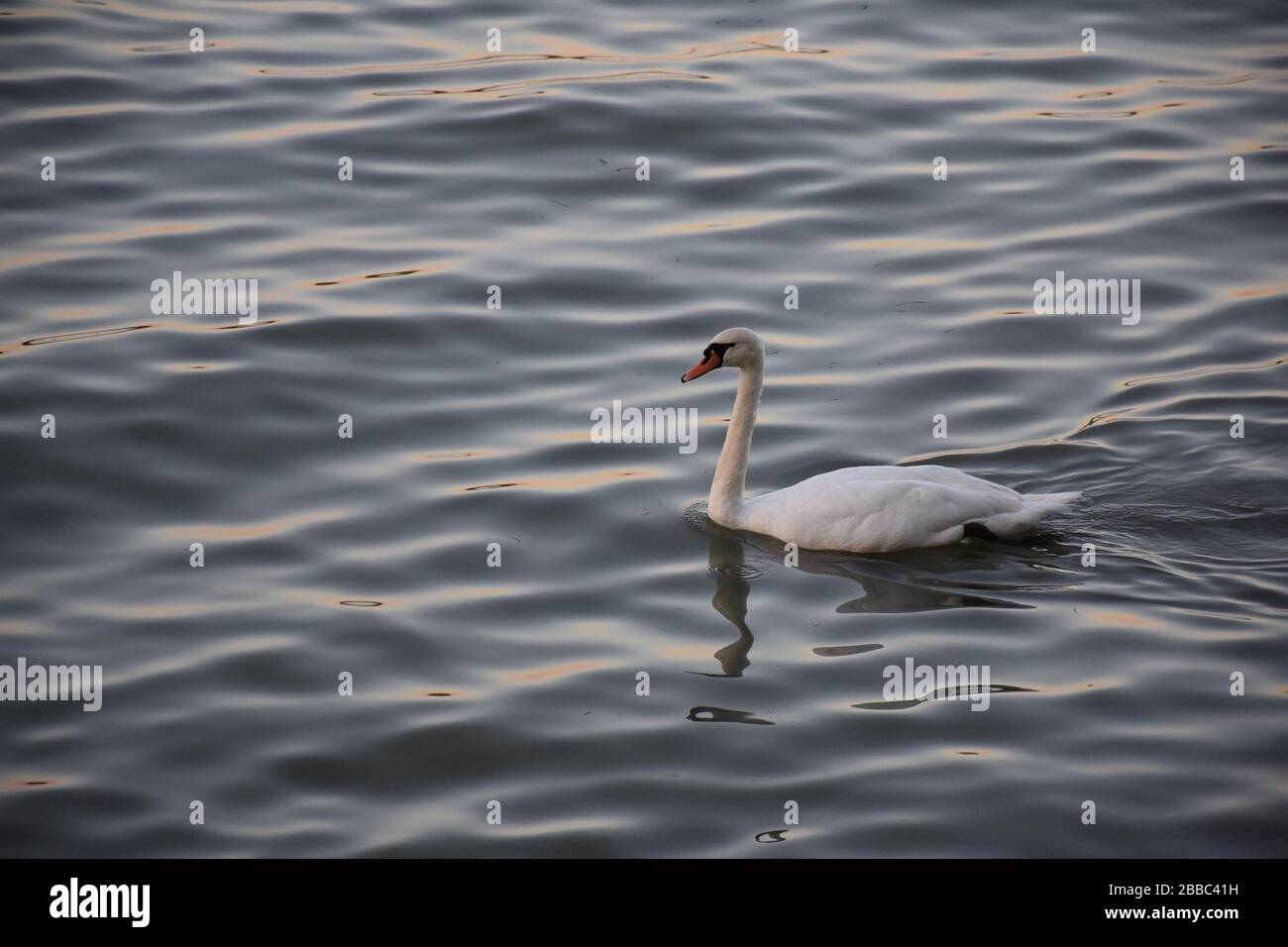 Ein weißer Schwan schwimmt auf der Wasseroberfläche Stockfoto