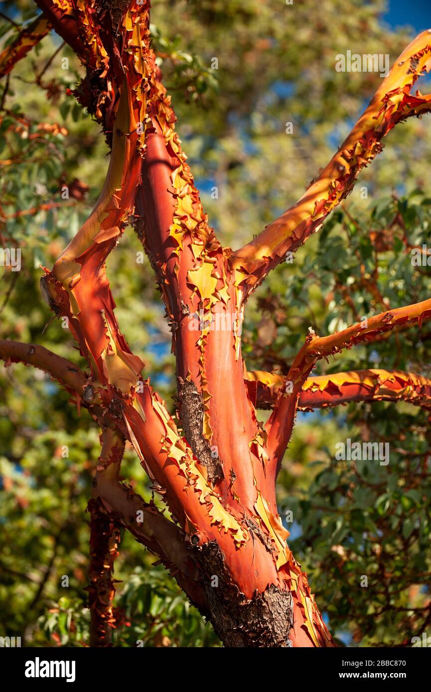Madrone Tree (Arbutus, Ericaceae), Parksville (Errington), Vancouver Island, BC Canada Stockfoto