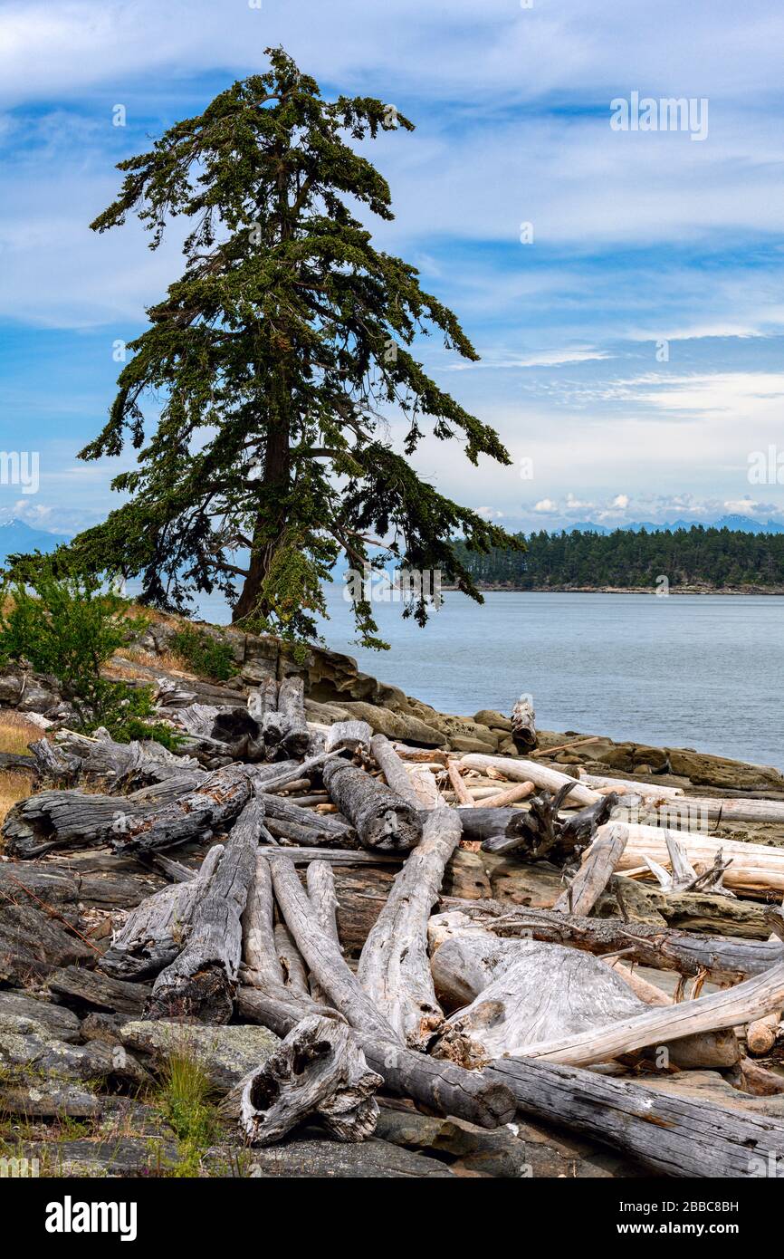 Drumbeg Park, Gabriola Island, in der Nähe von Nanaimo, Vancouver Island, BC, Kanada Stockfoto