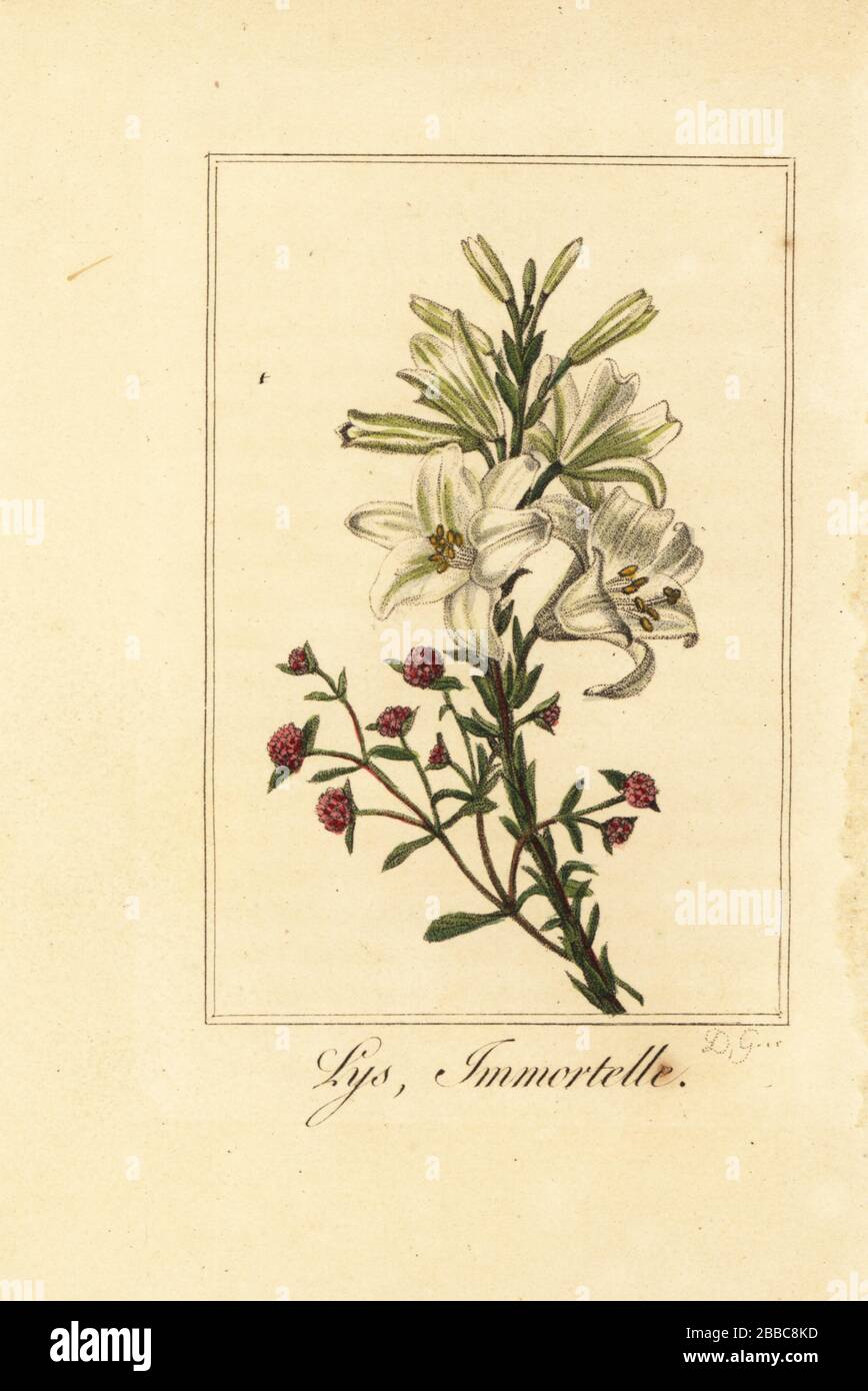 Lily und Red Everlasting, Lys et immortelle, Lilium Candidum und Helichrysum sanguineum. Handfarbige Kupferstichgravur von D.G. nach einer Illustration von Pancrace Bessa aus Charles Malos Guirlande de Flore, Garland of Flowers, Chez Janet, Paris, im Jahr 1816. Ein Geschenkbuch für Damen mit feinen Miniaturbotanikalen von Bessa, einem der großen französischen Blumenmaler des 19. Jahrhunderts. Stockfoto