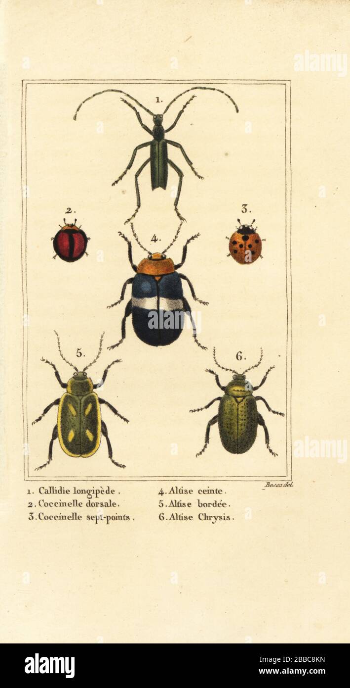 Callidium longipes 1, Marivögel, Jauravia dorsalis 2, Coccinella septempunctata 3, Flohkäfern, Altica cincta 4, Altica emarginata 5 und Altica chrysis 6. Handkolorierte Stippelgravur von Pancrace Bessa aus Charles Malos Les Insektes, Louis Janet, Paris, um das Jahr um das Jahr um das Jahr um das Jahr um das Jahr um das Jahr um das Jahr um das Jahr um die Stockfoto