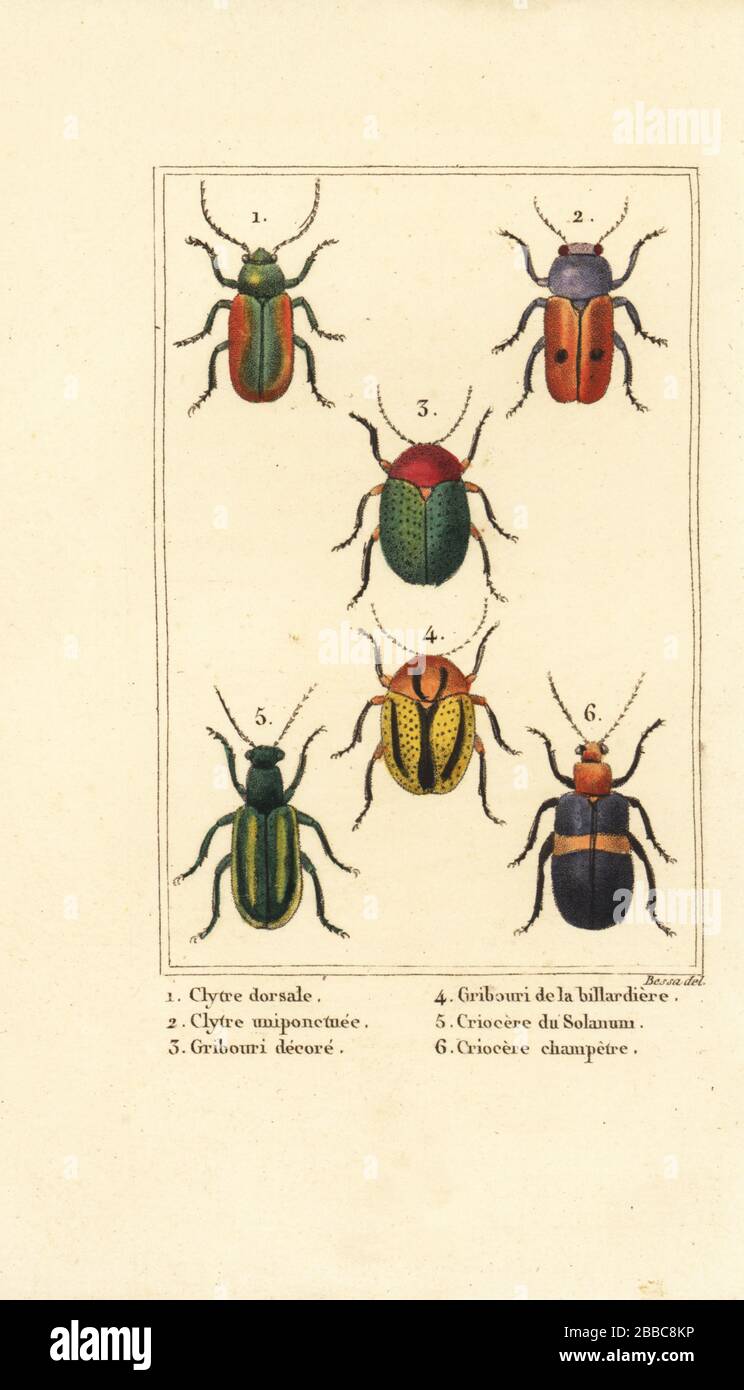 Blattkäfern: Smaragdina limbata 1, Clytra laeviuscula 2, Cryptocephalus käfern 3,4, Crioceris solani 5 und Chrysomela campestris 6. Handkolorierte Stippelgravur von Pancrace Bessa aus Charles Malos Les Insektes, Louis Janet, Paris, um das Jahr um das Jahr um das Jahr um das Jahr um das Jahr um das Jahr um das Jahr um das Jahr um die Stockfoto