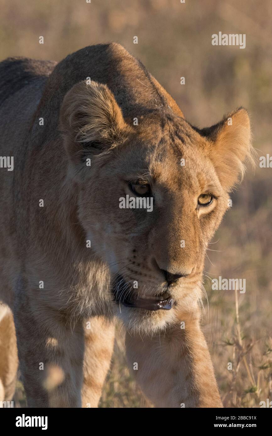 Lion (Panthera leo), Savuti, Chobe National Park, Botswana. Stockfoto