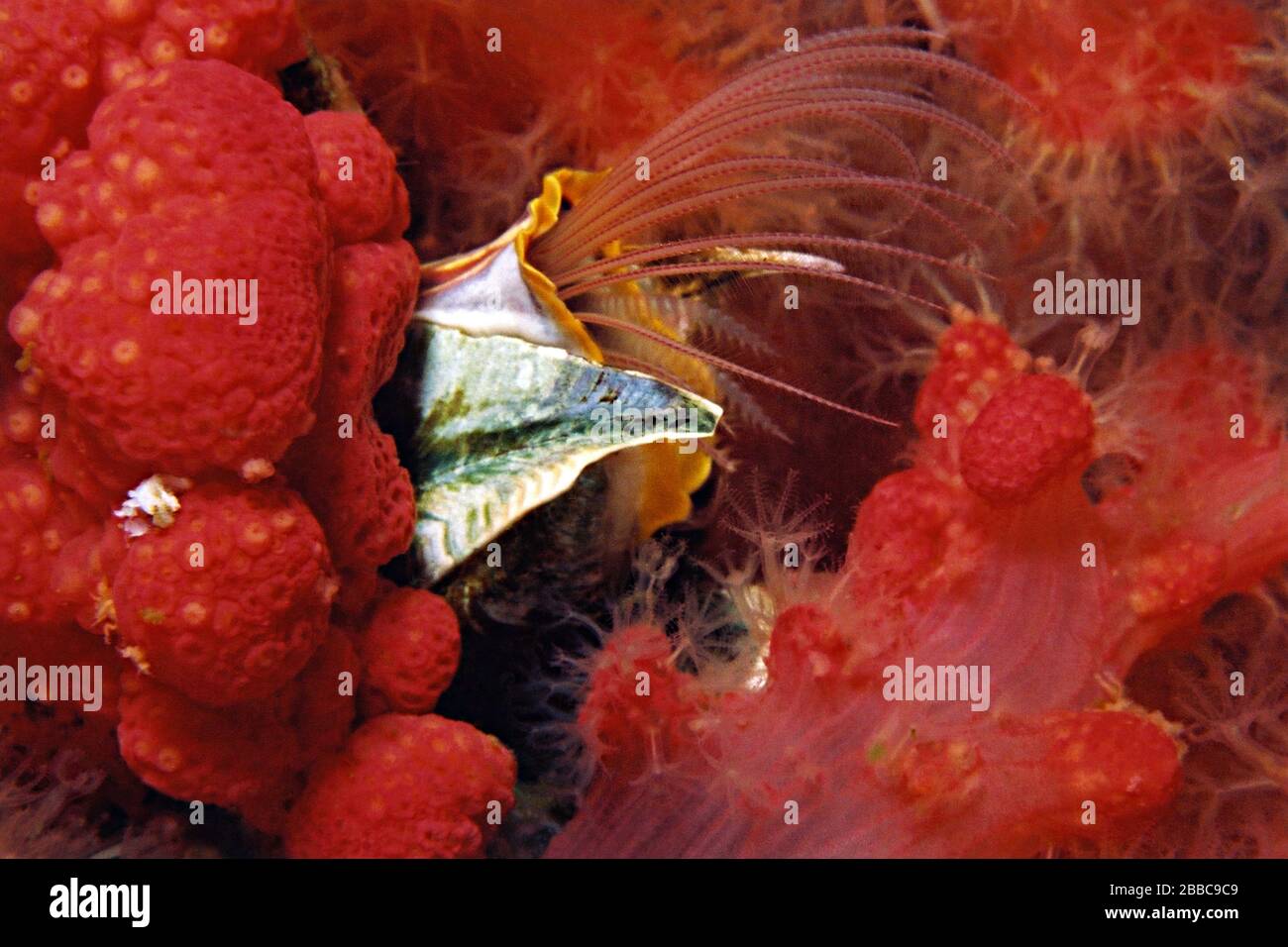 Riesenachsen-Barnakel, Balanus nubilus, Browning-Wand, Browning-Passage, BC Stockfoto