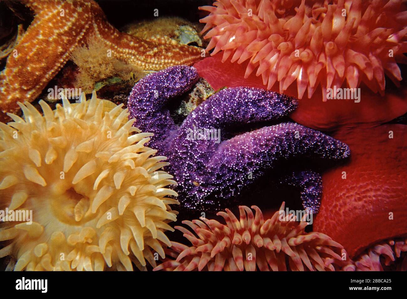 Lila Seestern, Pisaster ochraceus, Christman oder Painted Tealias, Urticina crassicornis, Skookumchuck Narrows, BC Stockfoto