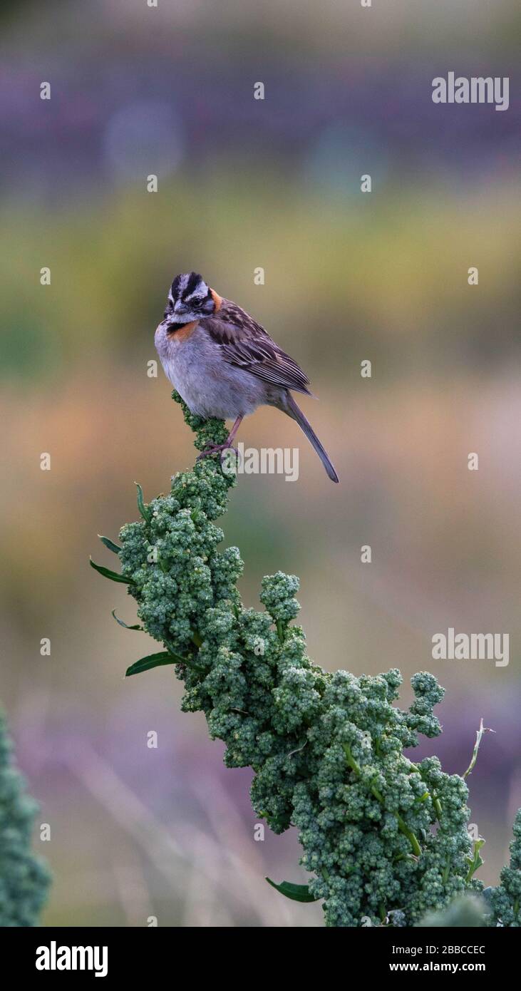 andenplateau Tierwelt Stockfoto