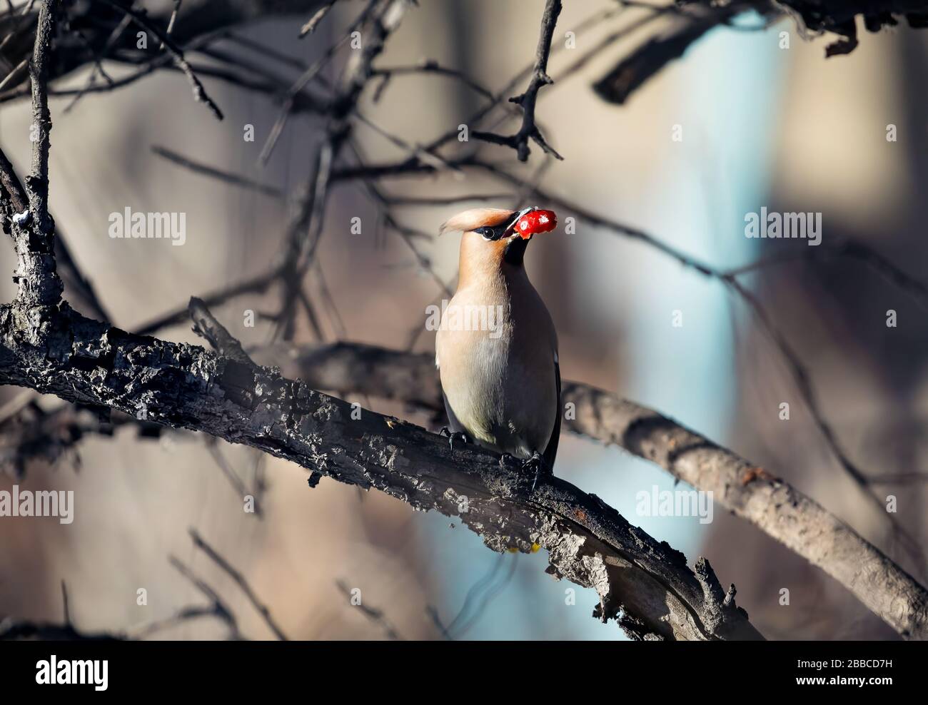 Schöner Vogel Seidenschwanz Essen am Ast des Baumes im Wald Beeren Stockfoto