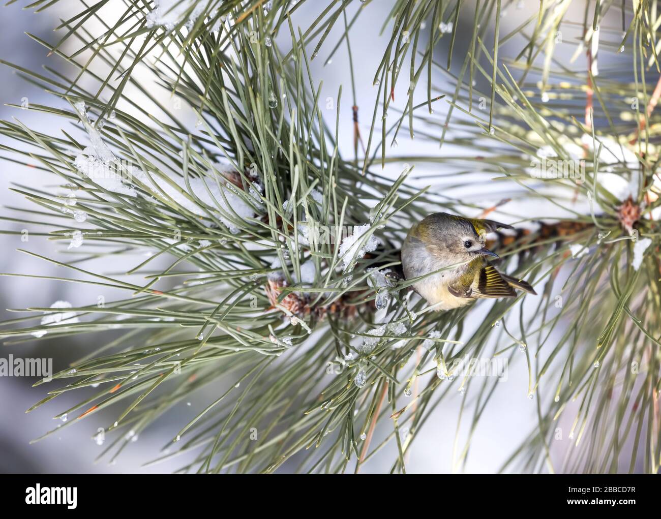 Kleiner Vogel Wintergoldhähnchen am Ast des Baumes im Wald Stockfoto