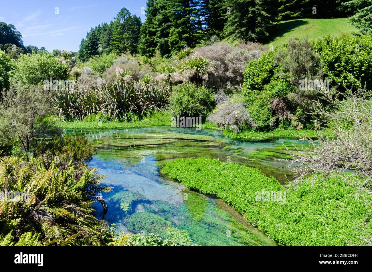 Blue Spring, der sich am Te Waihou Walkway, Hamilton Neuseeland, befindet. Das international anerkannte Unternehmen liefert 70 % des neuseeländischen Flaschenwassers. Stockfoto