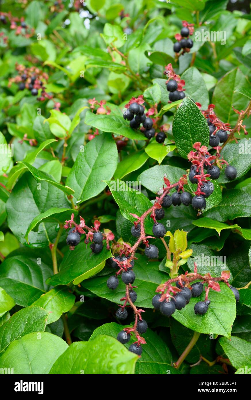 Salal Beeren, Haida Gwaii, früher bekannt als Queen Charlotte Islands, British Columbia, Kanada Stockfoto
