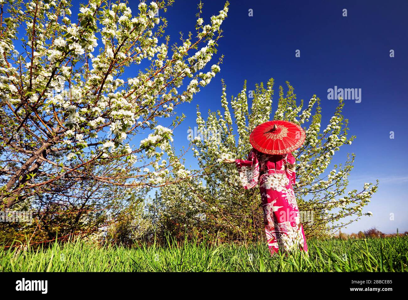 Frau im Kimono mit roten Regenschirm im Garten mit Kirschblüte bei Sonnenaufgang Stockfoto