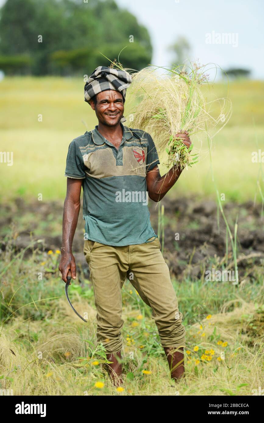 Teffernte in Äthiopien. Stockfoto