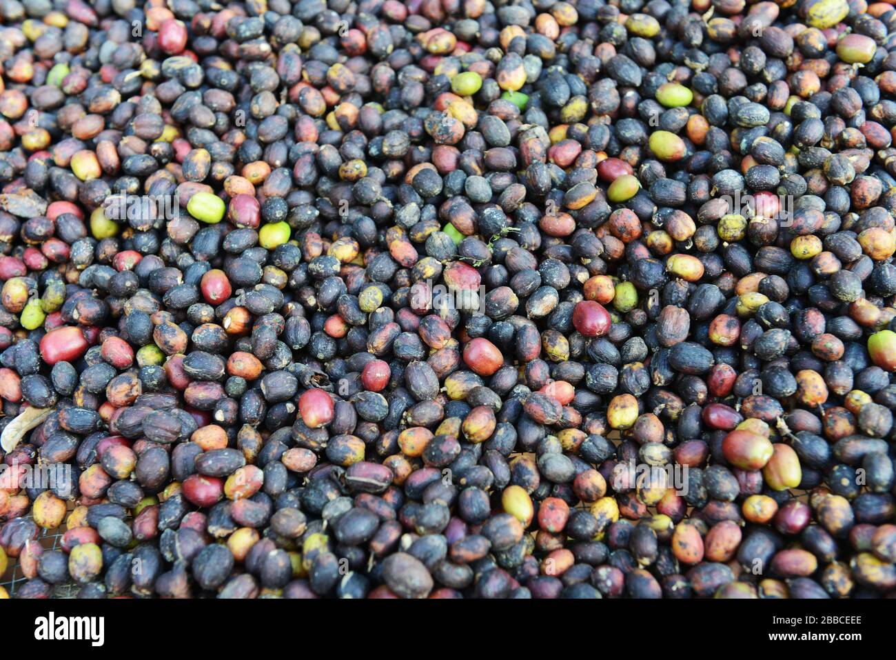 Sonne trocknende Kaffeebeeren in einem kleinen Kaffeegut in Wushwush, Äthiopien. Stockfoto