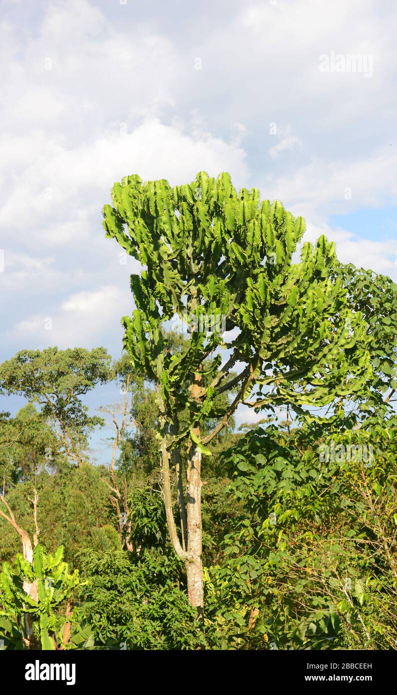 Kerzenkaktusbaum in der Region Kaffa in Äthiopien. Stockfoto