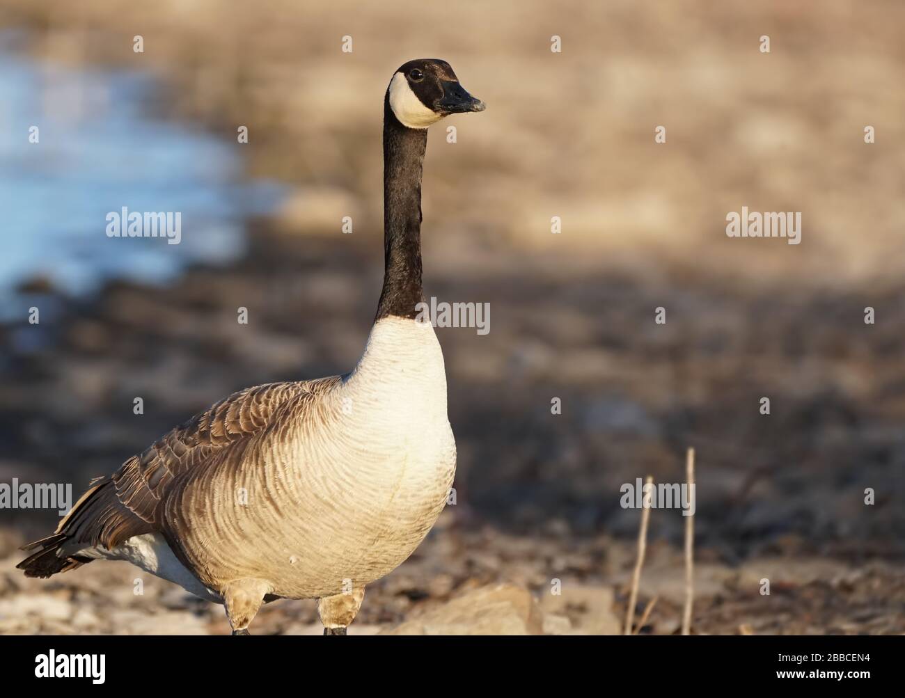 Am späten Nachmittag steht eine Kanadische Gans am Ufer. Stockfoto