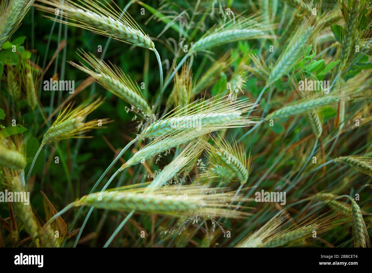 Grünweizenfeld am frühen Morgen. Noch grüne Ohren schließen sich. Stockfoto