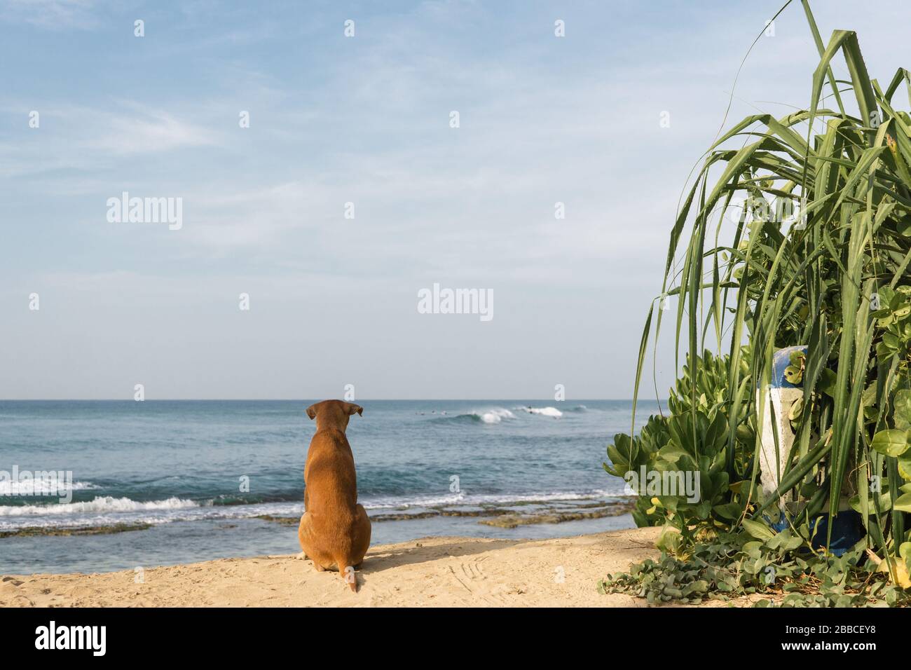 Surfhund beobachtet Wellen Stockfoto