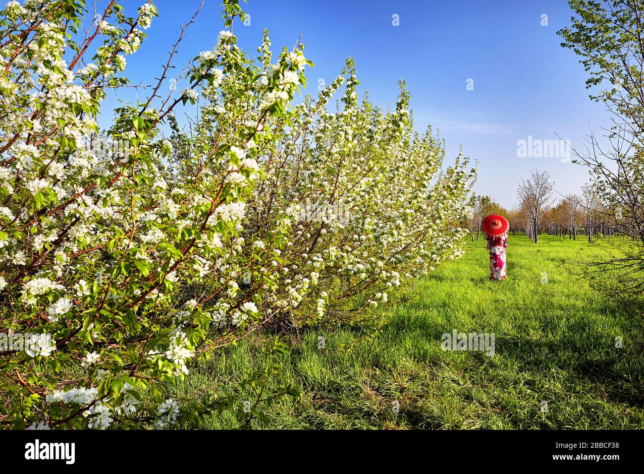 Frau im Kimono mit roten Regenschirm im Garten mit Kirschblüte bei Sonnenaufgang Stockfoto