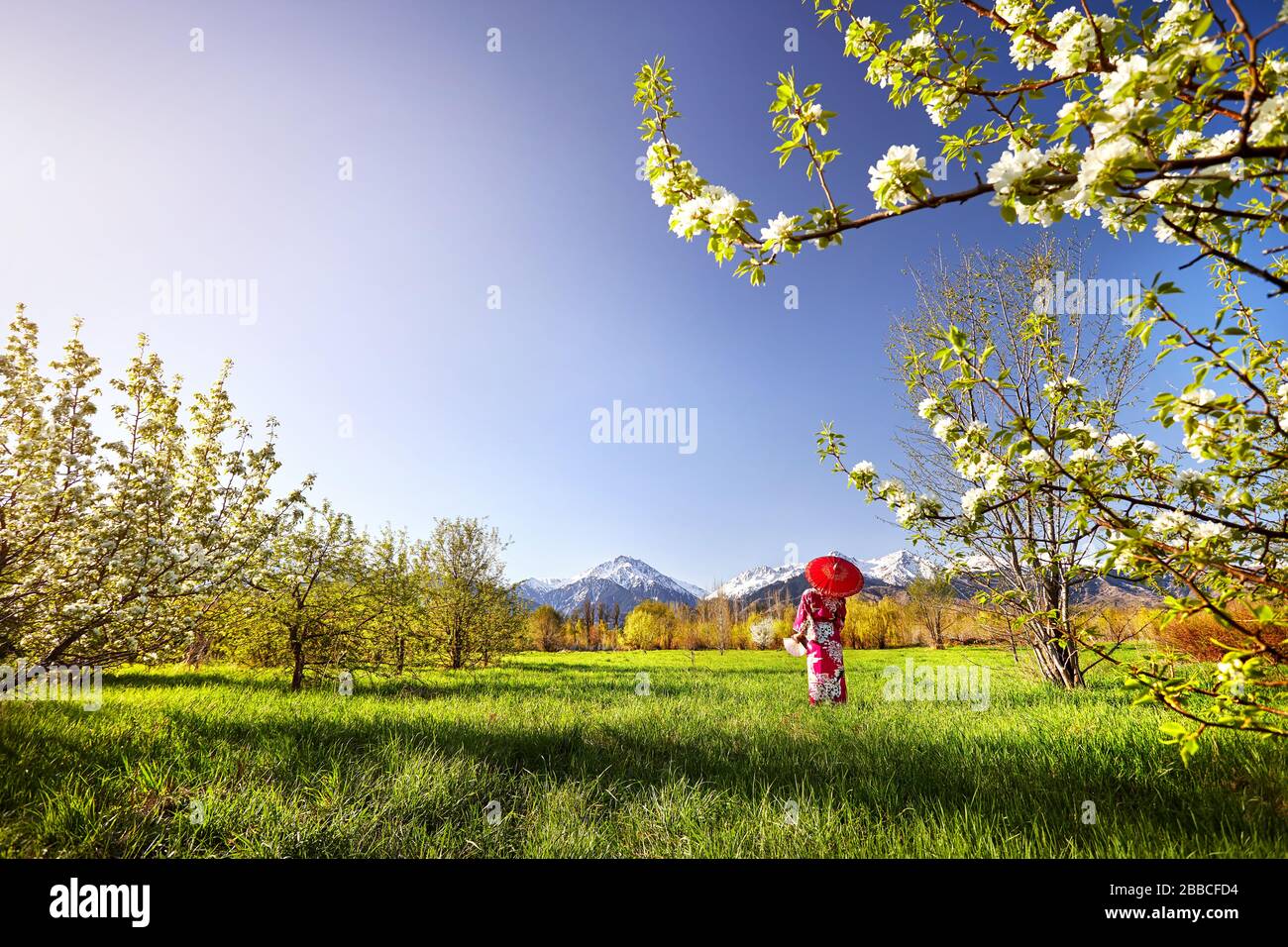 Frau in Kimono mit roten Regenschirm im Garten mit weissen Kirschblüten Blumen an den verschneiten Berg Hintergrund Stockfoto