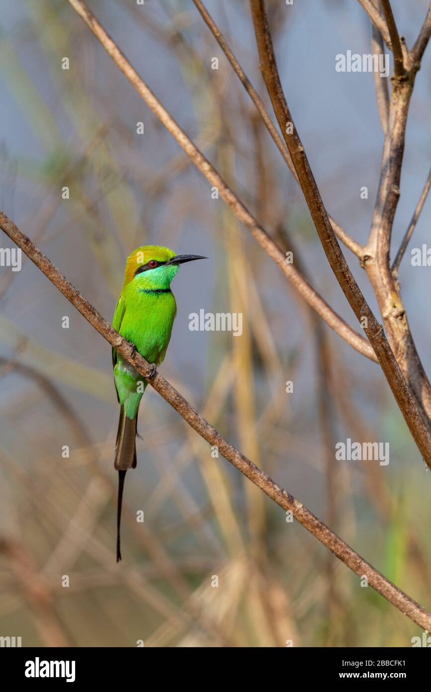 Grüner Bienenfresser oder Merops orientalis in Kolkata Randgebiet Westbengalen Indien Stockfoto