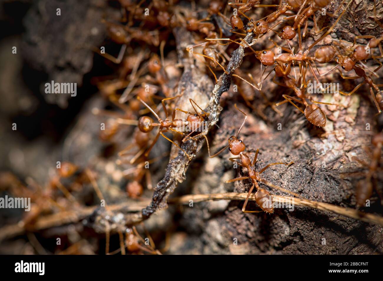 Viele Ameisen essen Essen, Nahaufnahme. Stockfoto