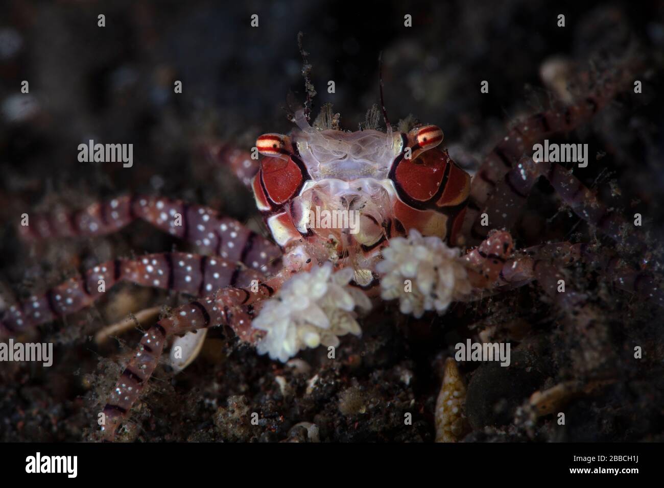 POM-Pom Krabbe oder Boxerkrabbe ( Lycia tesselata ). Unterwasserfotografie aus Tulamen, Bali, Indonesien Stockfoto