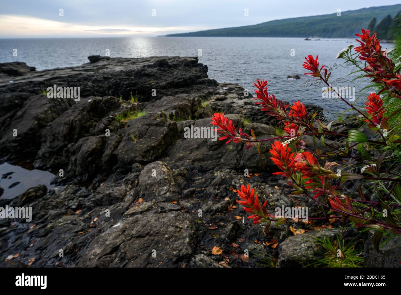 Indischer Paintbrush (Castilleja), Juan de Fuca Trail, Vancouver Island, BC, Kanada Stockfoto