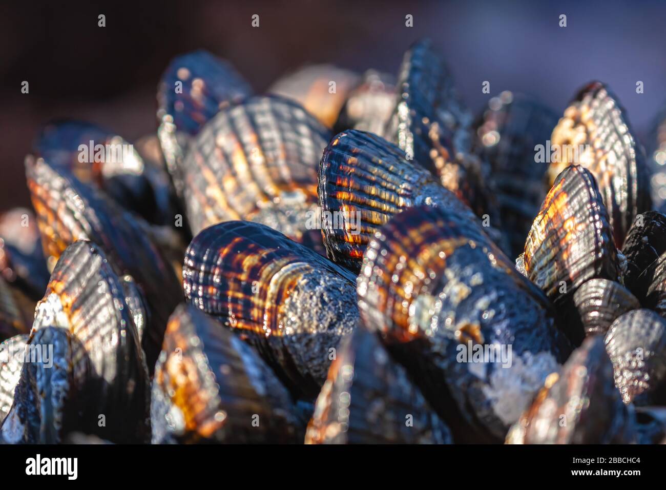 Nahaufnahme bei California Muscheln Mytilus californianus, Point Lobos State Natural Reserve, Carmel, Kalifornien, USA Stockfoto