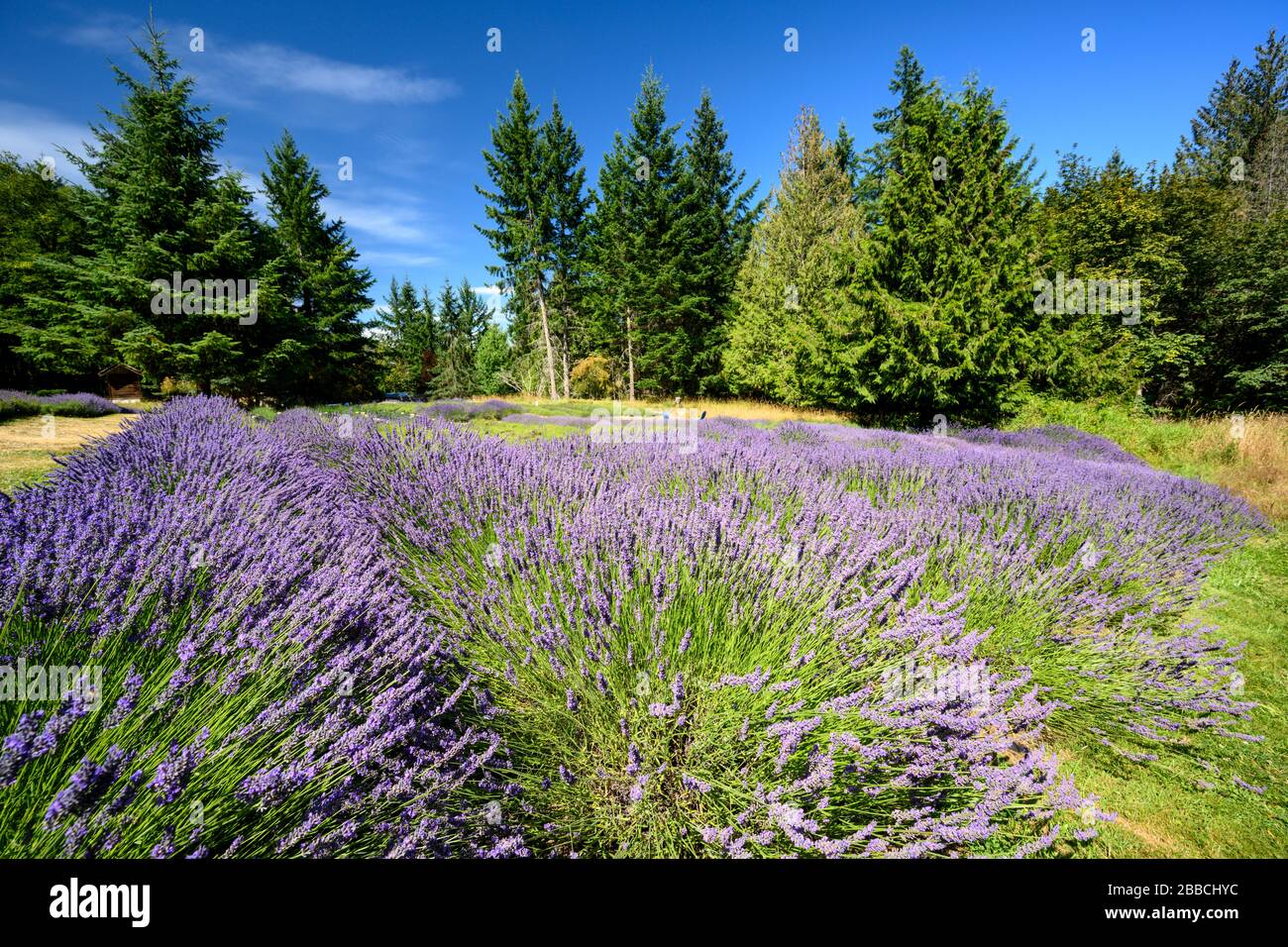 Sakrale Mountain Lavender, Salt Spring Island, Gulf Islands, BC, Kanada Stockfoto